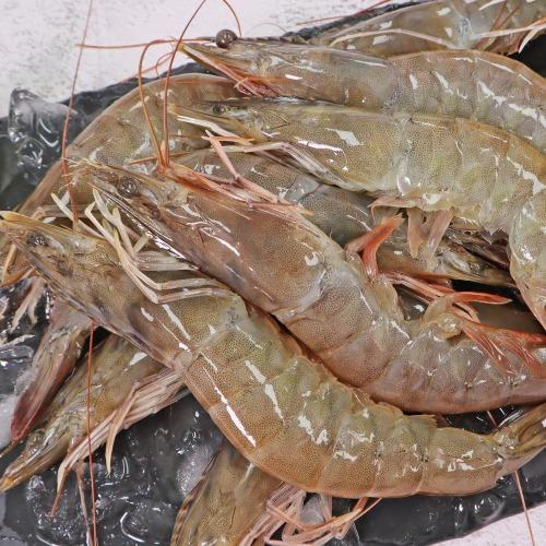 더 신선한 화이트새우 흰다리새우