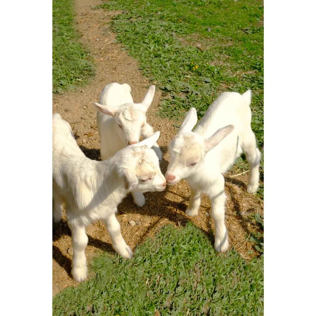 Baby goats fabric poster