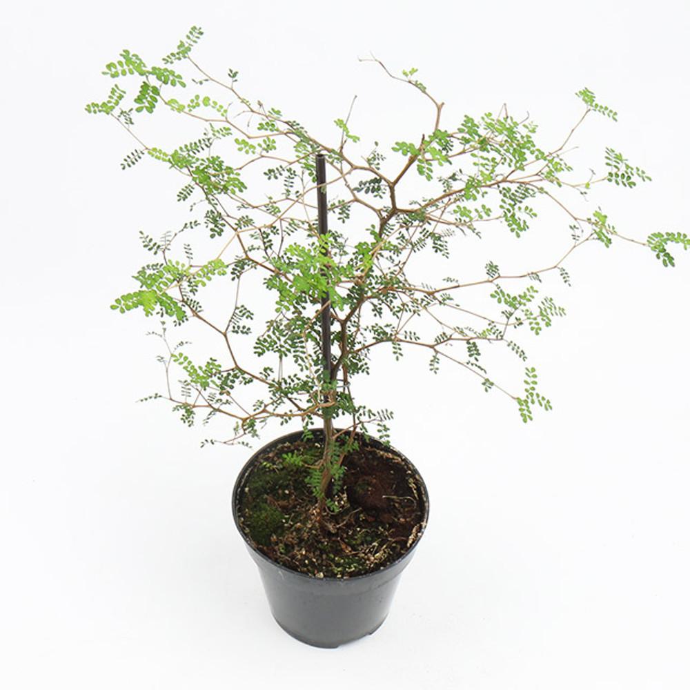 갑조네 마오리소포라 미니중품 반려식물 플랜테리어 실내 공기정화식물 키우기