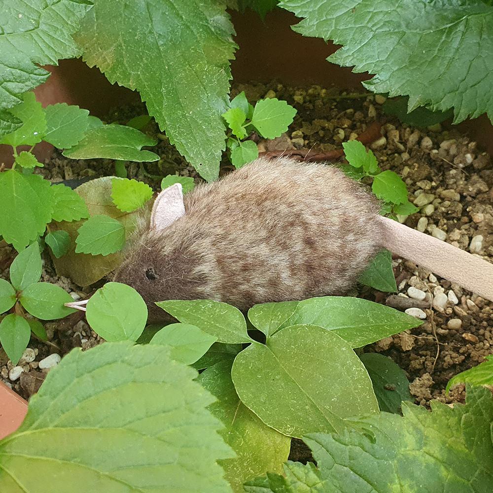 픽스드스타 캣닢 마따따비 향이 솔솔나는 쥐돌이 고양이 쥐 장난감