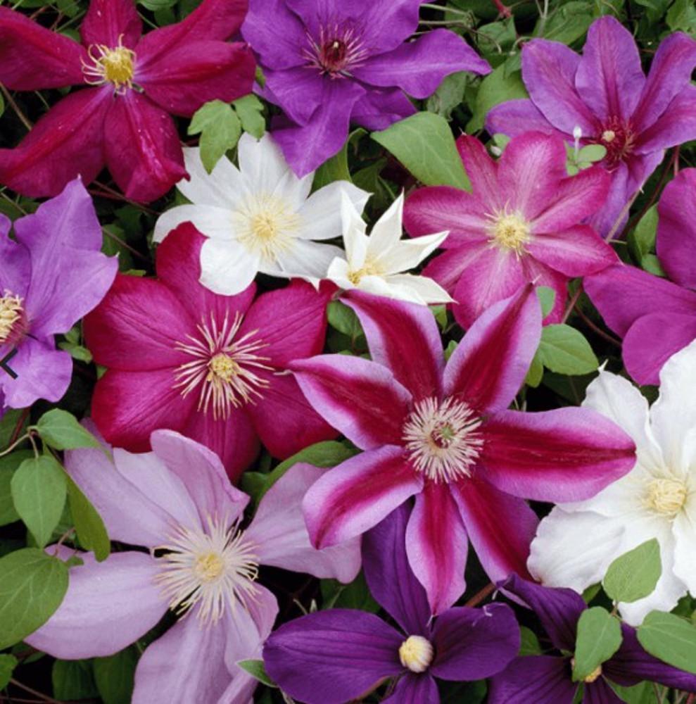 클레마티스 (색상 랜덤 배송) 10cm 포트묘