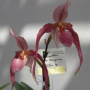 Paph.Delrosi.파피오페딜럼 델코시.(델레나타교배종).다시입고.여성스러운꽃(핑크색).한대에 여러송이꽃(촉이많은상품).고급종.인기상품.