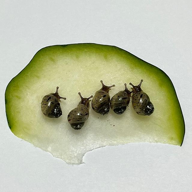 달팽이키우기 흑금와달팽이 꼬물이 [아프리카왕달팽이]