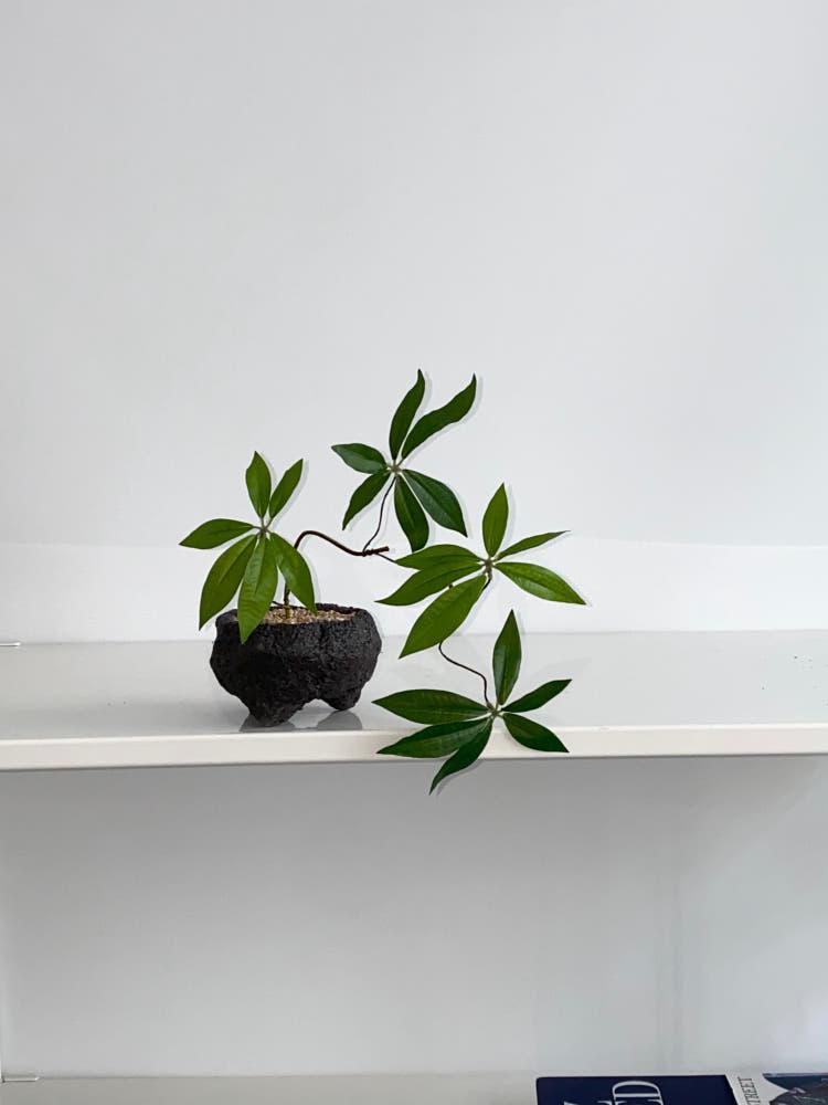 [오브제] 파키라 수형잡힌 리얼트리 화산석 낮은화분 세트