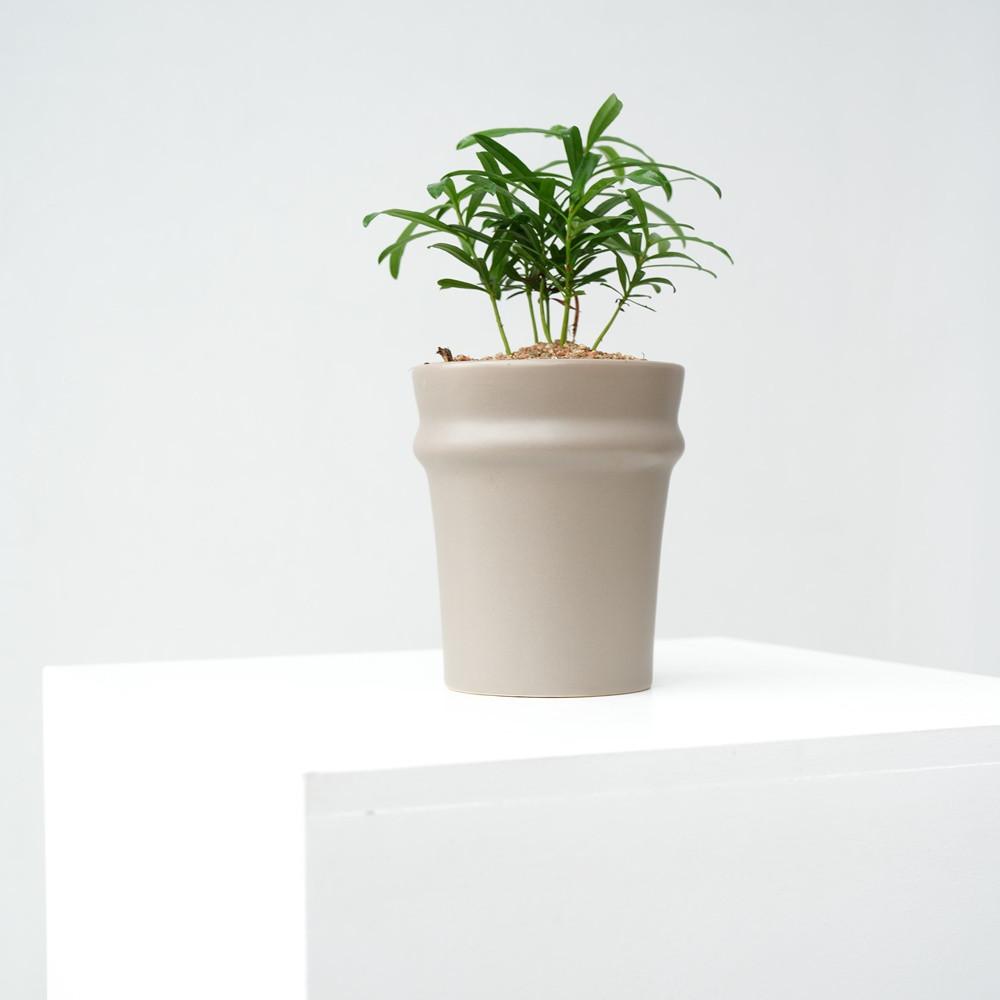 나한송 소형 키우기 꽃 화분 이태리 토분