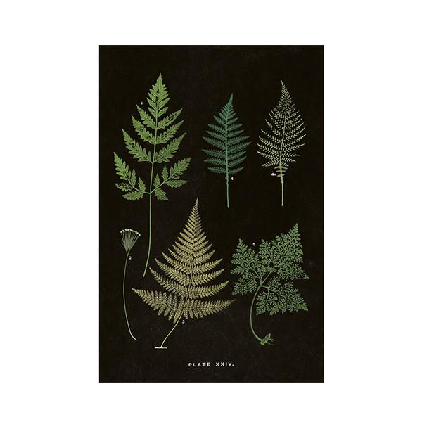 스코나팅 빈티지 엽서 skonating - ST354-3 Vintage Postcard