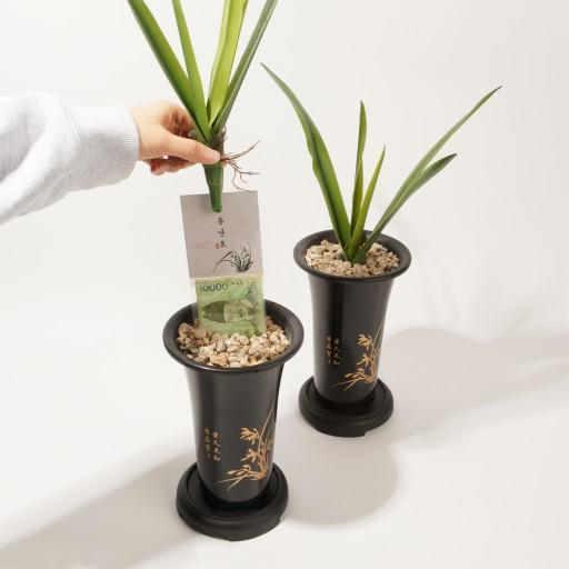 💰돈뽑는 난초 반전 용돈박스 부모님 생신 환갑 이벤트