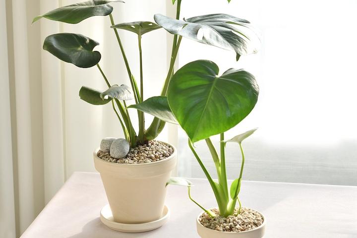 몬스테라 실내공기정화식물