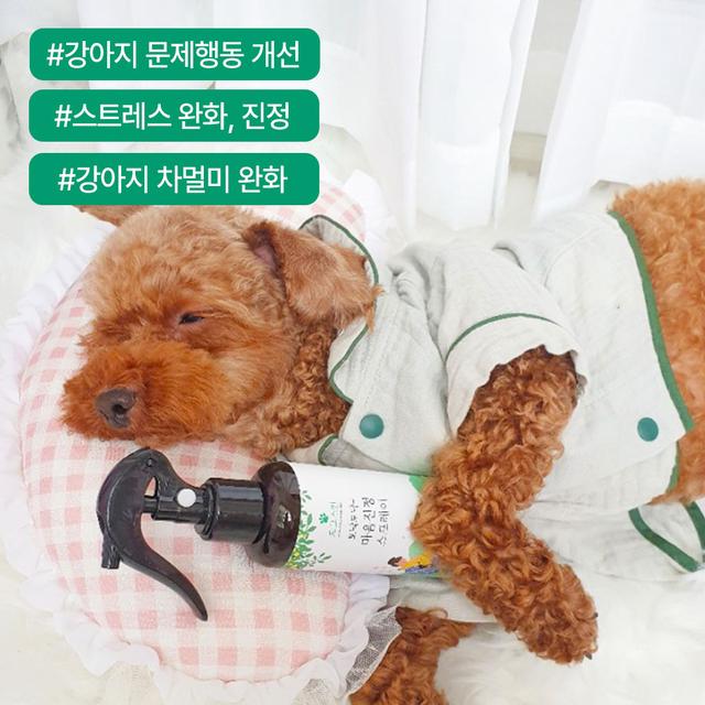 [강아지 멀미 스프레이, 문제행동 개선] 도그스킨 토닥토닥 마음진정 스프레이