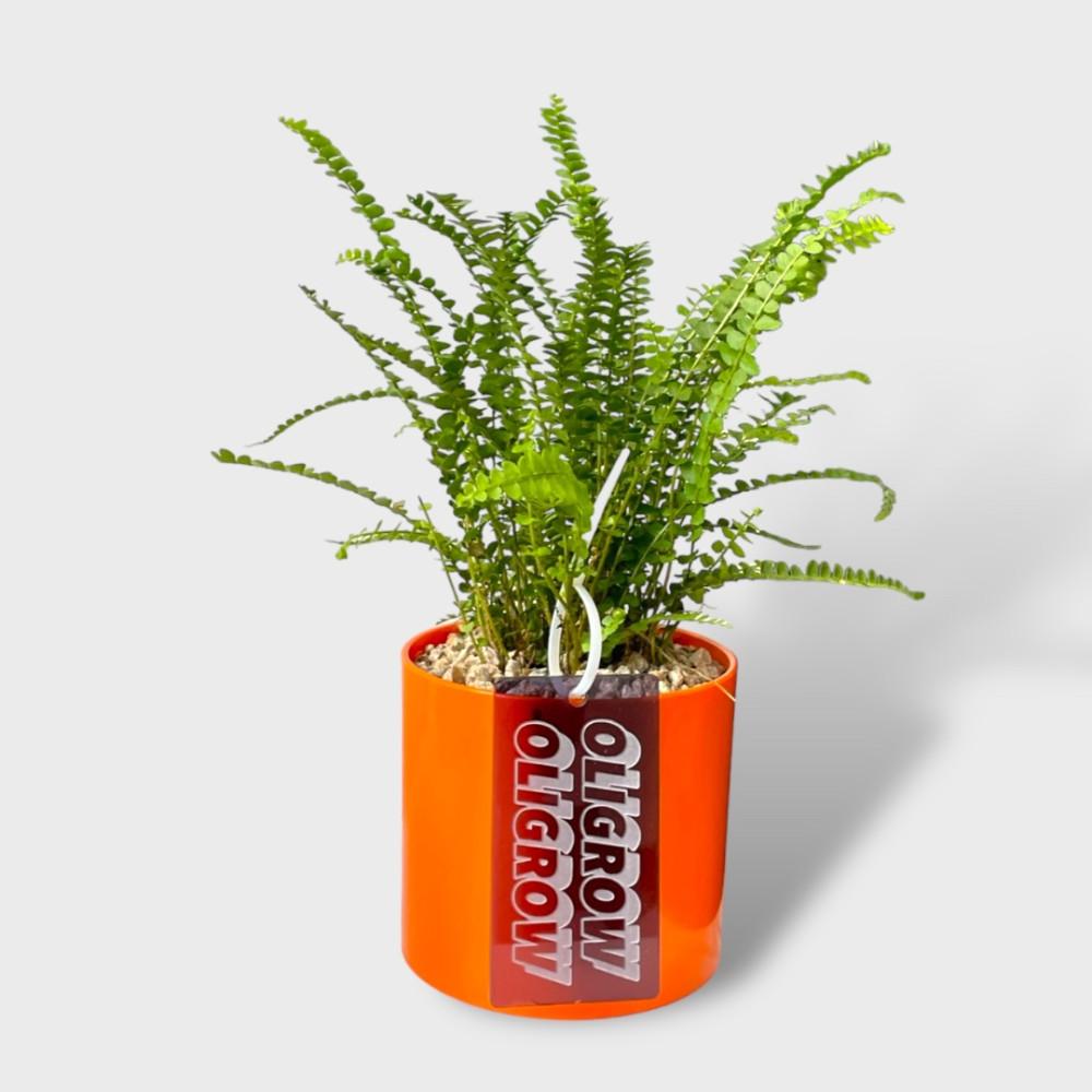 오렌지 유광화분 + 아크릴택 식재세트
