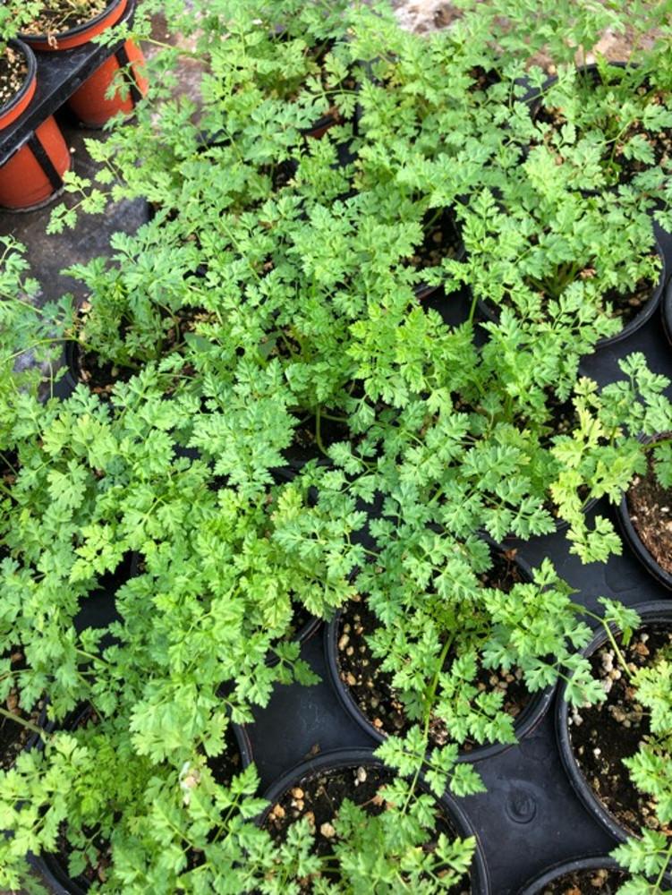 [원평허브농원] 처빌, 차빌 모종 - 10cm 포트 화분