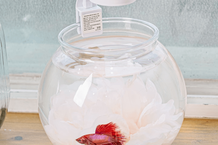 아셀라이트 베타하우스