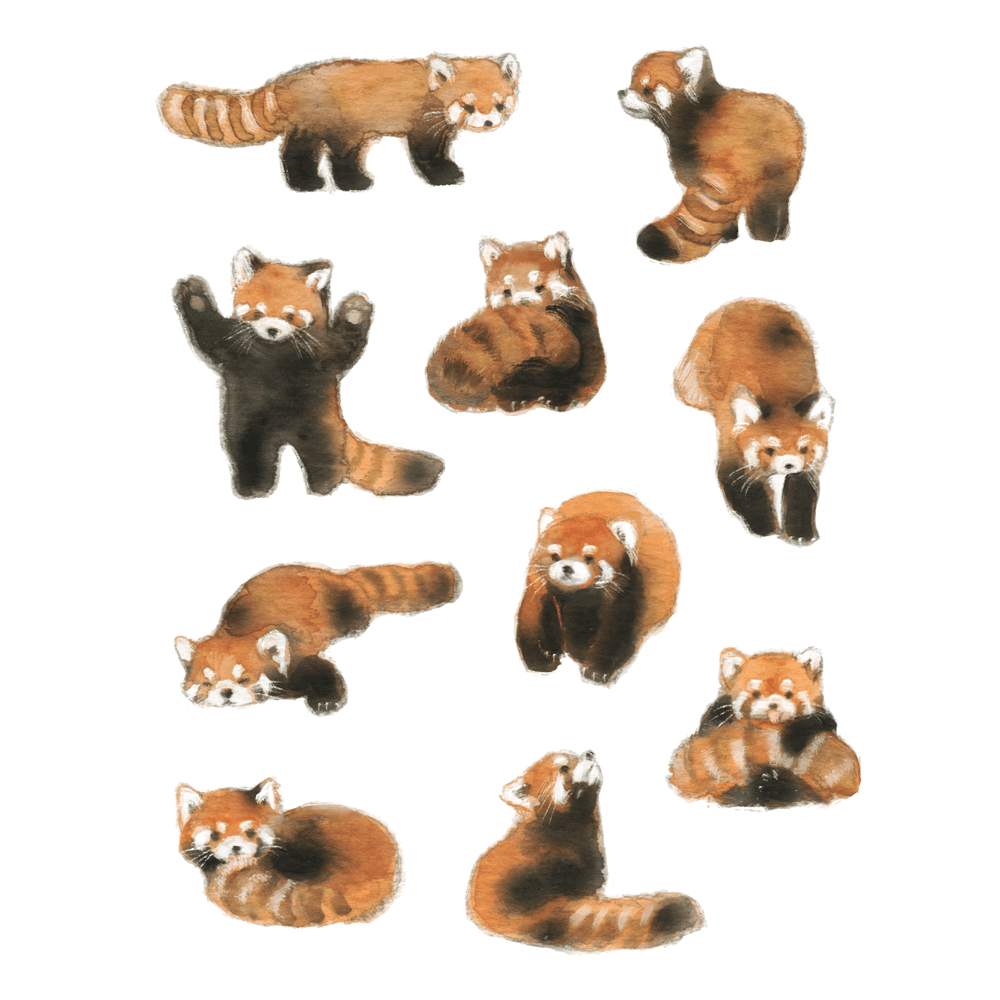 [은민] 렛서판다 스티커