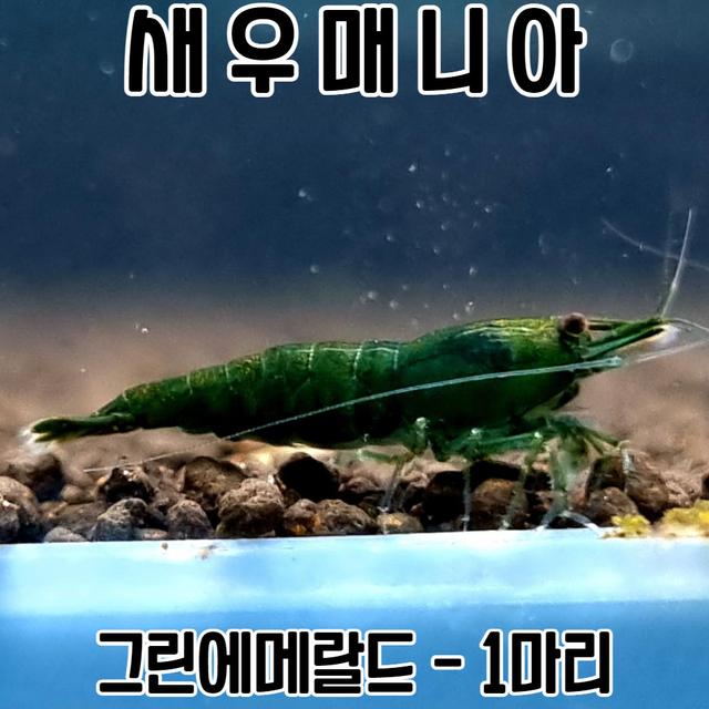 관상용새우 그린에메랄드 1마리 / 생이 새우키우기