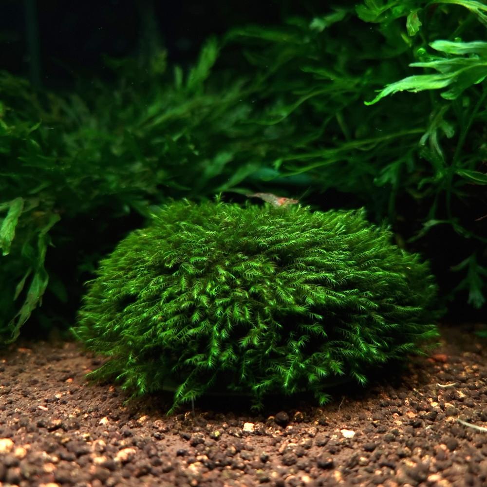 피시덴모스 이지모스돔 활착 음성수초 키우기