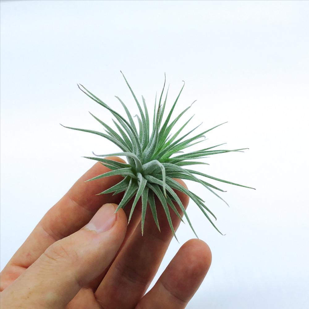 틸란드시아 실내공기정화 먼지제거 식물