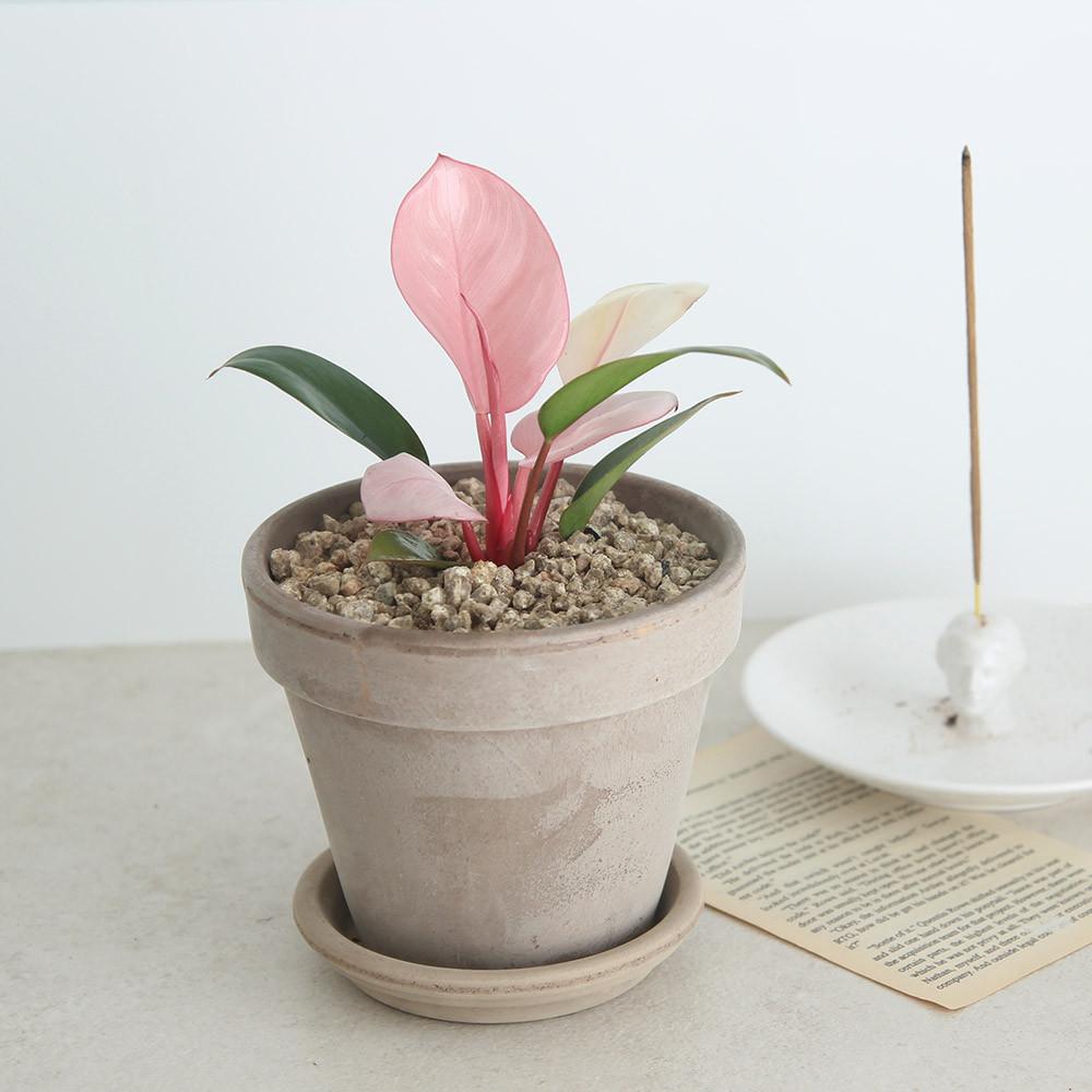 공기정화식물 필로덴드론 핑크콩고