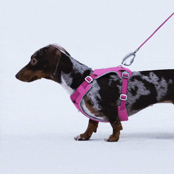 Ardor™ Harness Pink