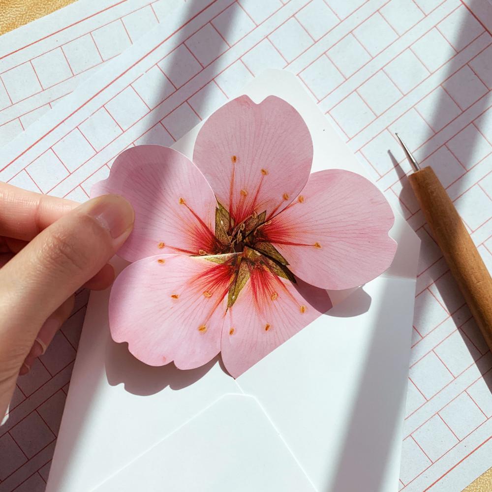 프로포즈편지 생일편지 특별한편지지 벚꽃편지