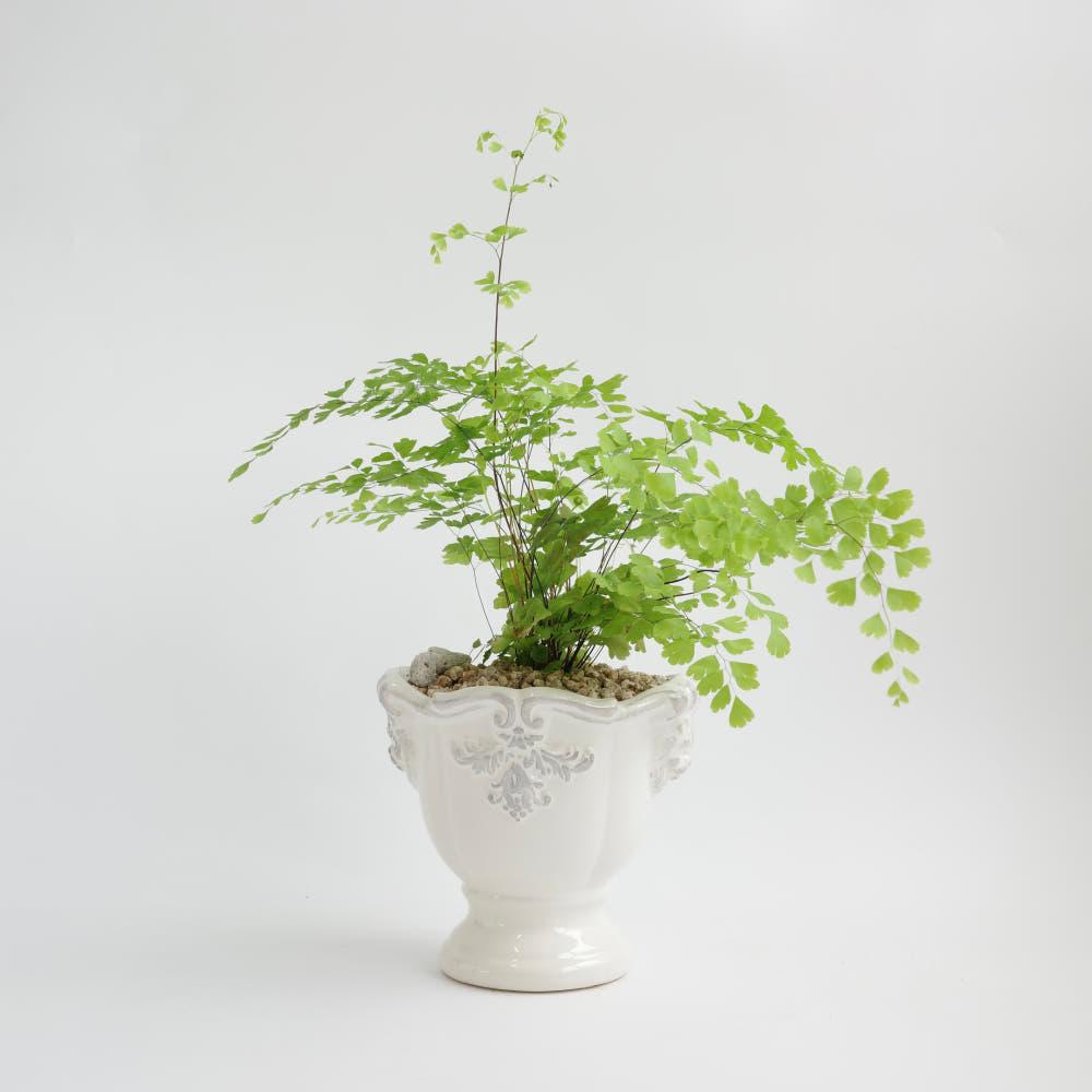 아디안텀  고사리 네오 로코코 앤틱 팟 S 플랜테리어 인테리어식물