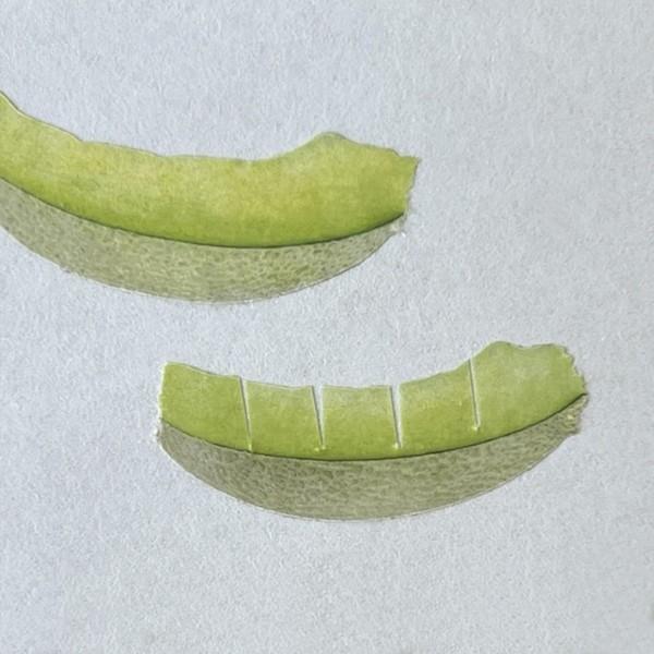 [자그네] 메론 마스킹테이프