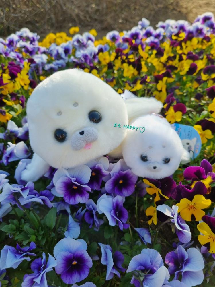 어뮤즈 물개인형 엄마 바다 표범 인형 / 동물 해달 애착 인형 선물