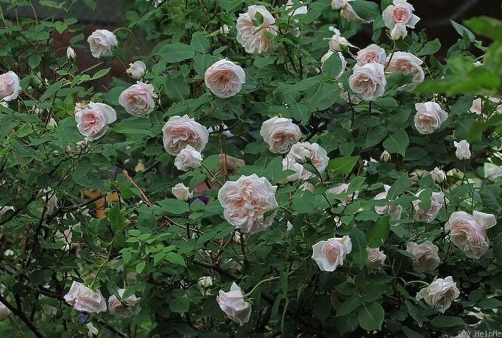 수베니어 드 라 말메종(souvenir de la malmaison)