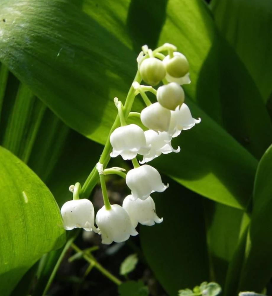 독일 은방울꽃 [노지월동 다년초 야생화 꽃모종 봄꽃]