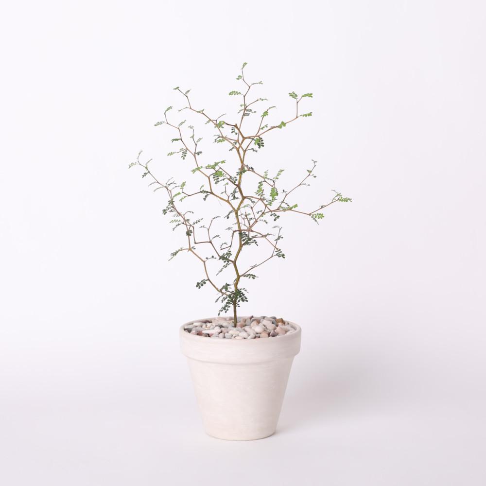 마오리소포라 독일 토분 완제품 화이트 실내공기정화식물 인테리어 반려 개업축하화분