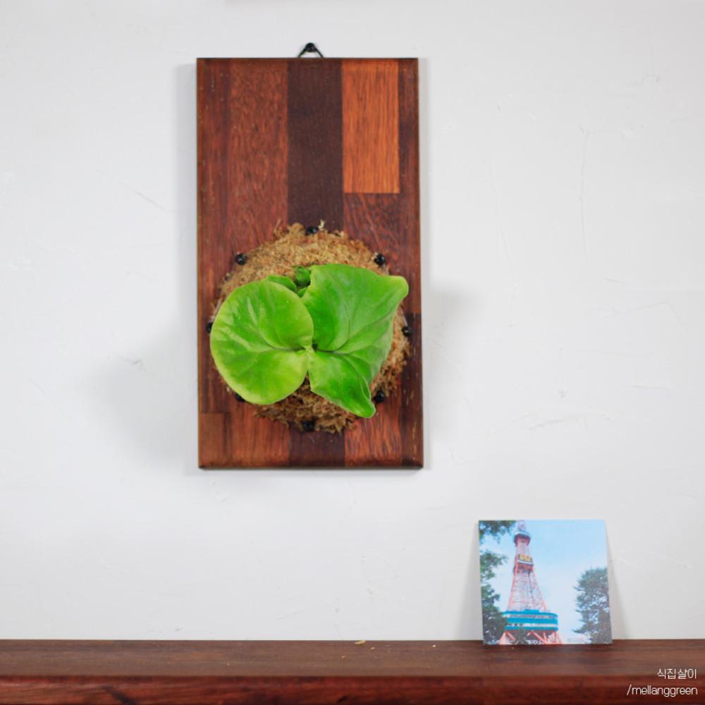 원종 리들리 유묘 박쥐란 목부작 행잉