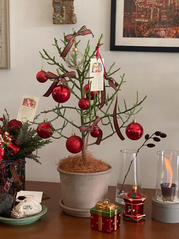 [X-MAS] 식물주방 VINTAGE TREE RED CHECK ver 유포르비아 티루칼리 연필선인장 청산호 크리스마스트리 홈파티 연말선물 데스크테리어 집들이선물 개업선물