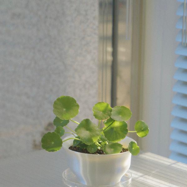 [only one] 워터코인