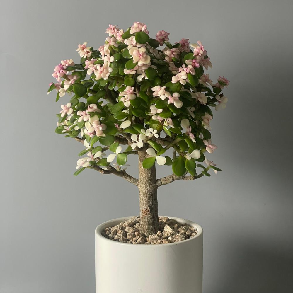 미니벚꽃나무를 닮은 핑크 아악무 화이트세라믹 기본마사