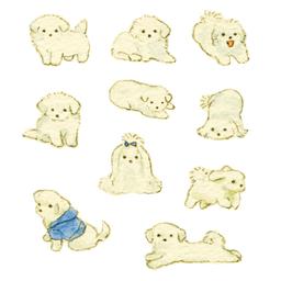 [은민] 말티즈2 스티커