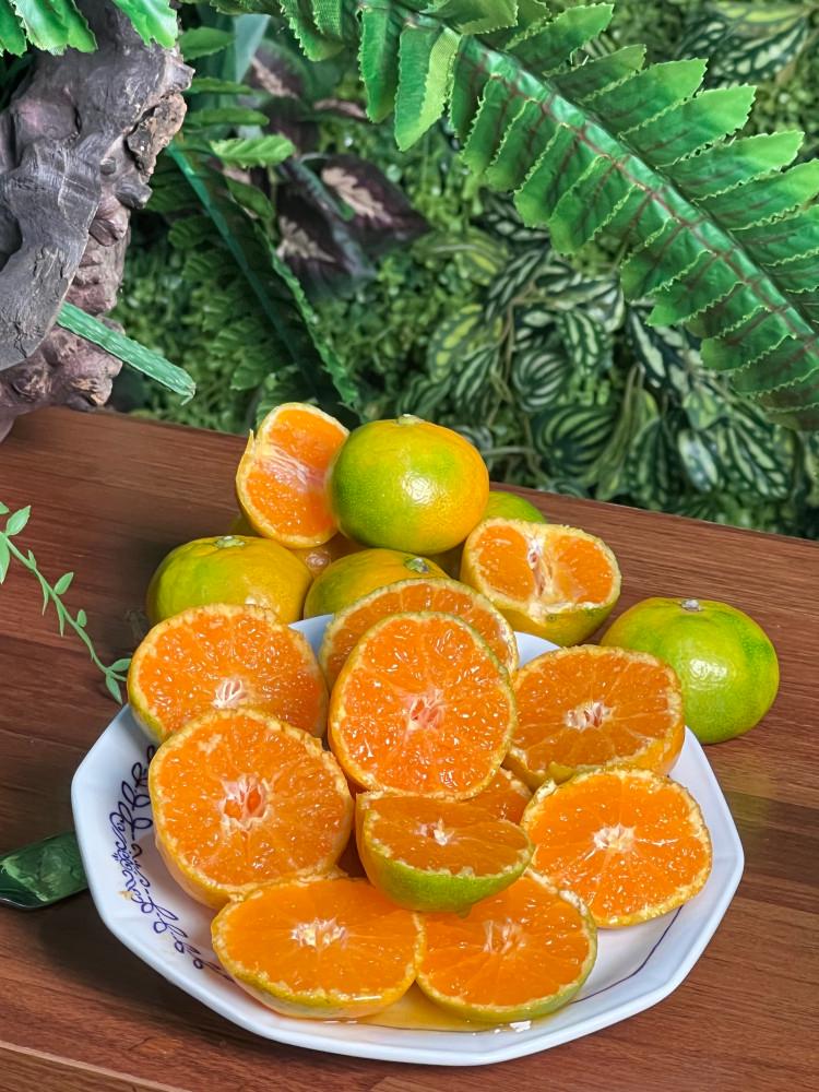 제주안에 당도선별 제주 감귤 하우스귤 로얄과 3kg 5kg