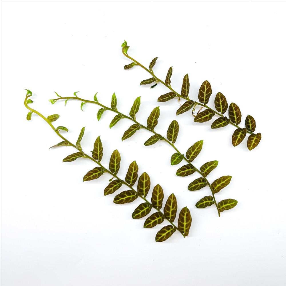 솔라넘 에볼블리폴리움 3촉 정글 희귀식물 팔루다 테라리움