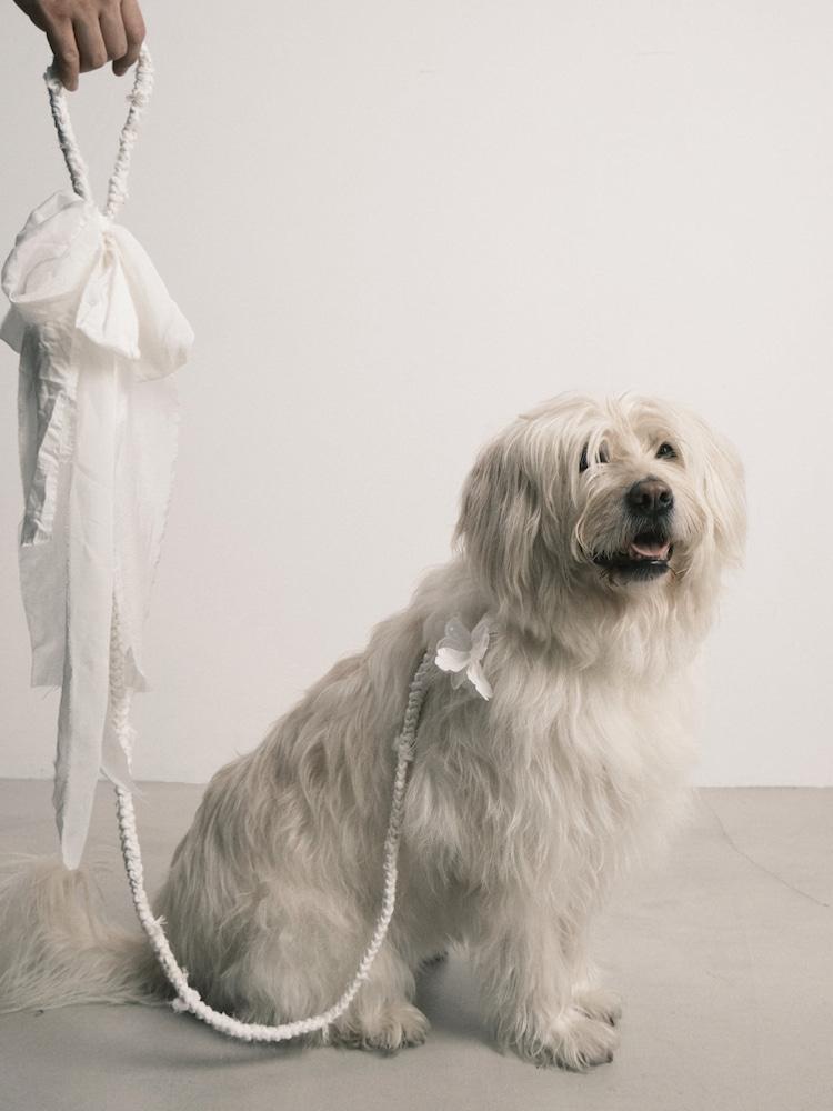 INDIA SILK LEASH + RIBBON PIN SET