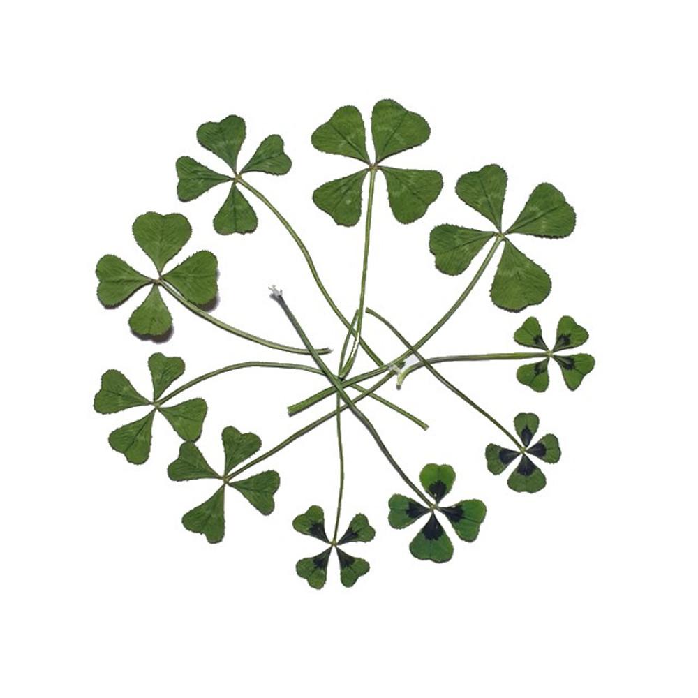 네잎클로버 압화 10매(FLCS 1000)-진공포장 발송