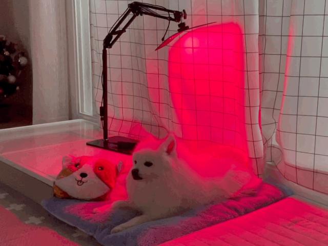 아픈 강아지 고양이 피부병 슬개골탈구 책임지는 근적외선 치료기- 펫스니즈 펫큐어레이