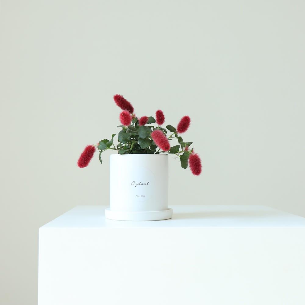 붉은여우꼬리풀 소형 키우기 꽃 화분 이태리 토분 공기정화식물