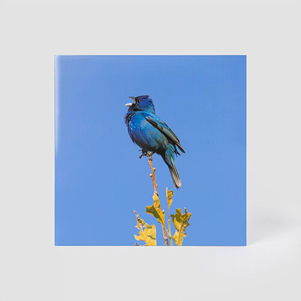 윤지영LP 윤지영 - EP앨범 Blue bird [Clear LP Gatefold]