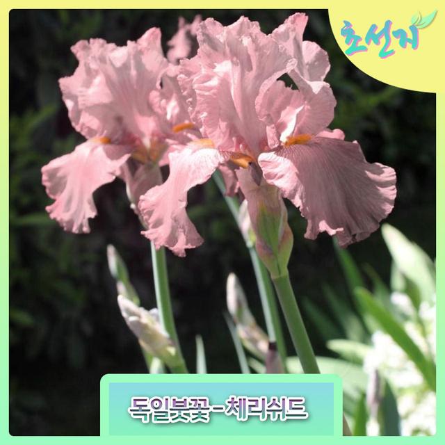 [초선지] 독일붓꽃 German Iris Cherished 야생화 정원