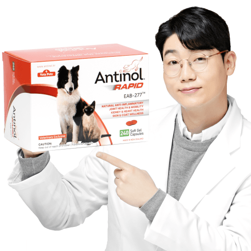 안티놀 래피드 240캡슐