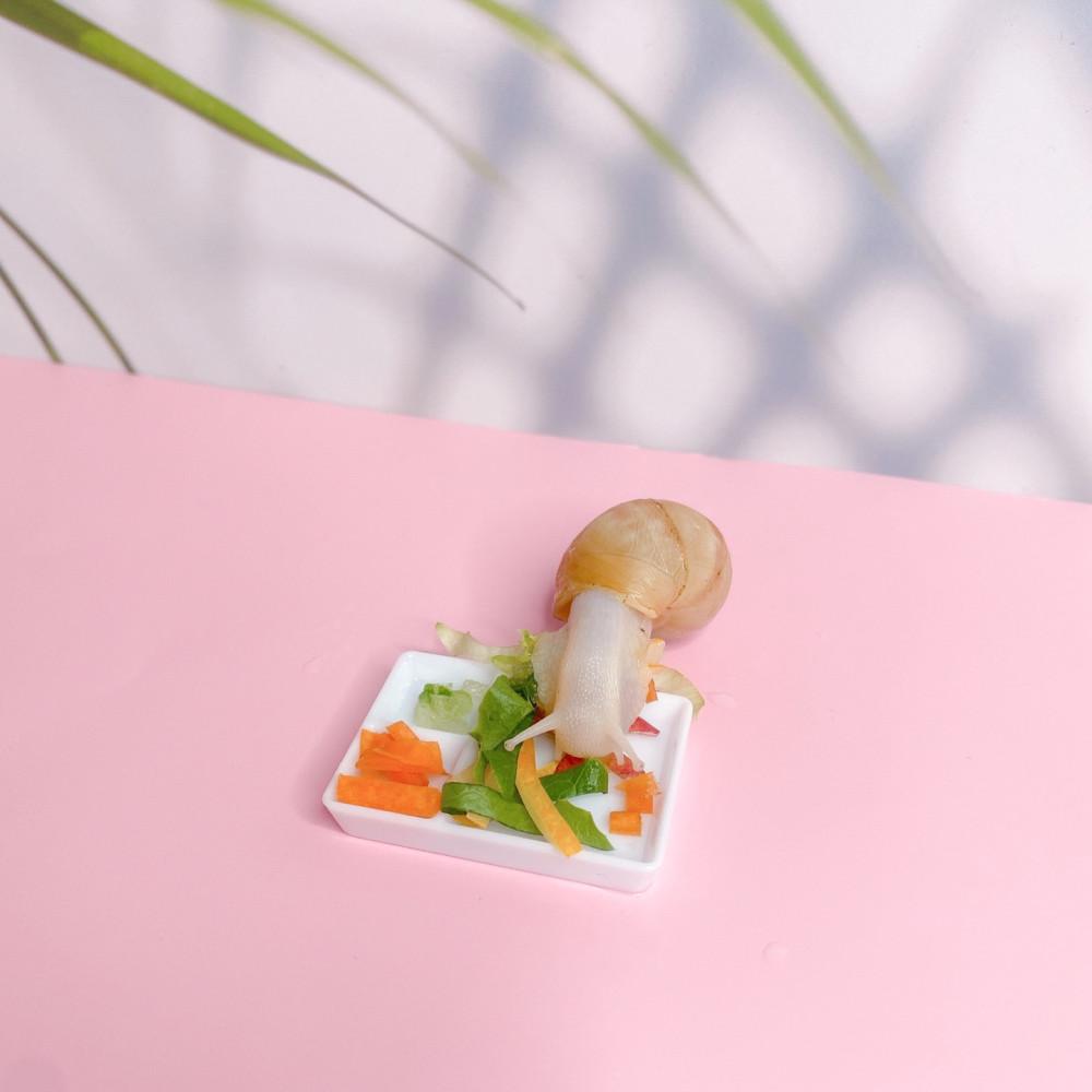 달팽이키우기 금와 아기 분양