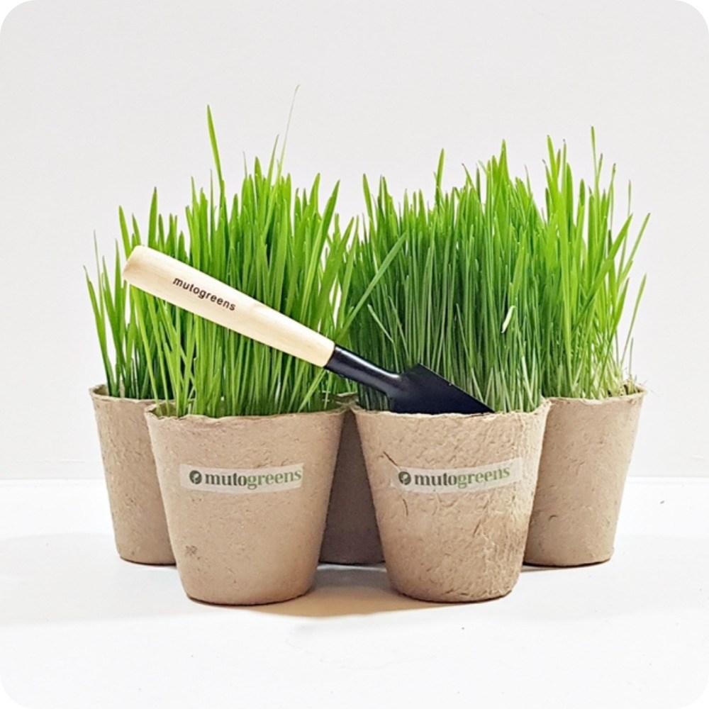 뮤토그린스 에코 재배키트 캣그라스 5P - 캣닢/캣글라스 | 쿠팡