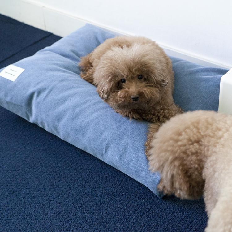 댄 도비 바이오 쿠션커버 블루 (L/XL) - 핏펫몰