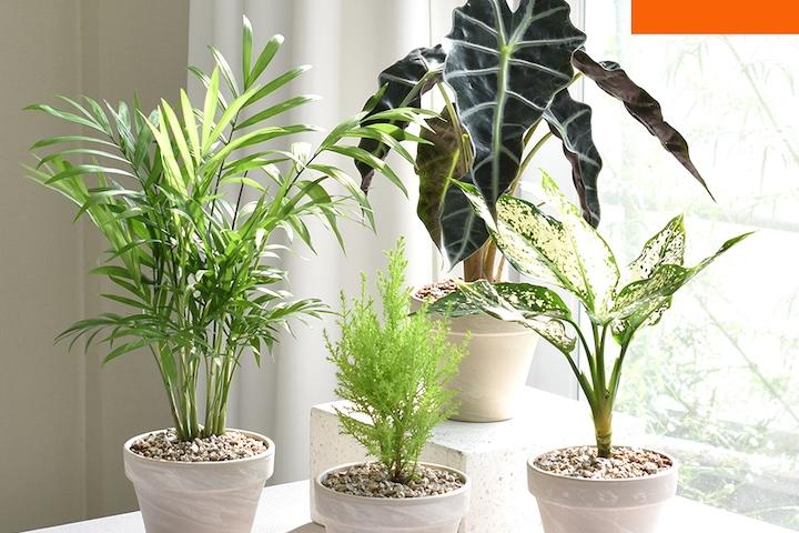 [오늘의딜]1+1 공기정화식물 문샤인 마오리소포라 율마 몬스테라 유칼립투스