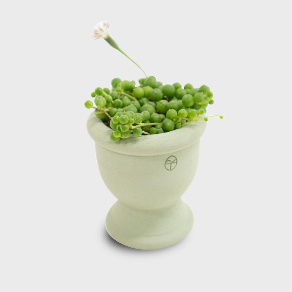 미니어처팟 Drum_mini + 식물 _ 화분 선물 set