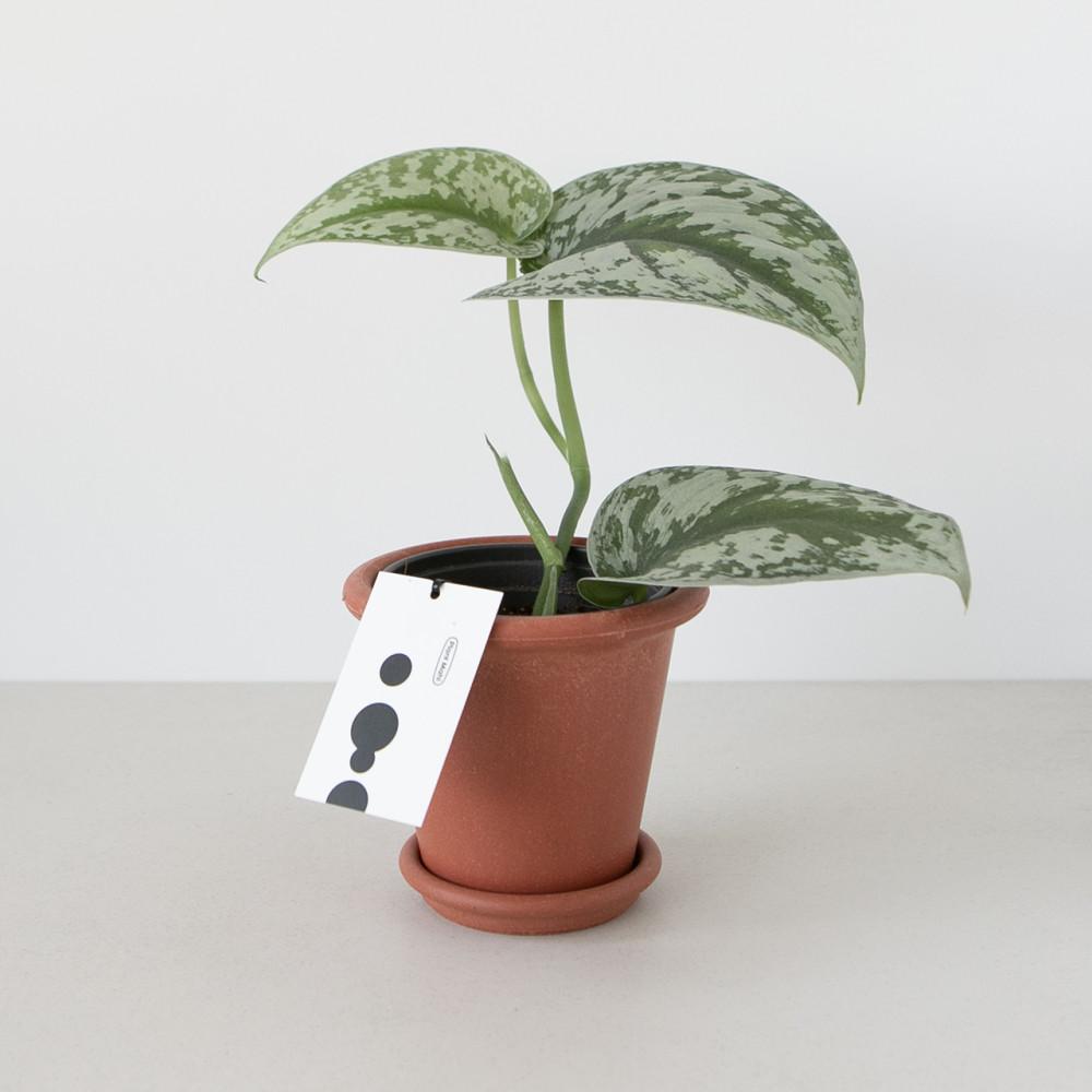 실버리안 엔젤 스킨답서스 픽투스 덩쿨 식물