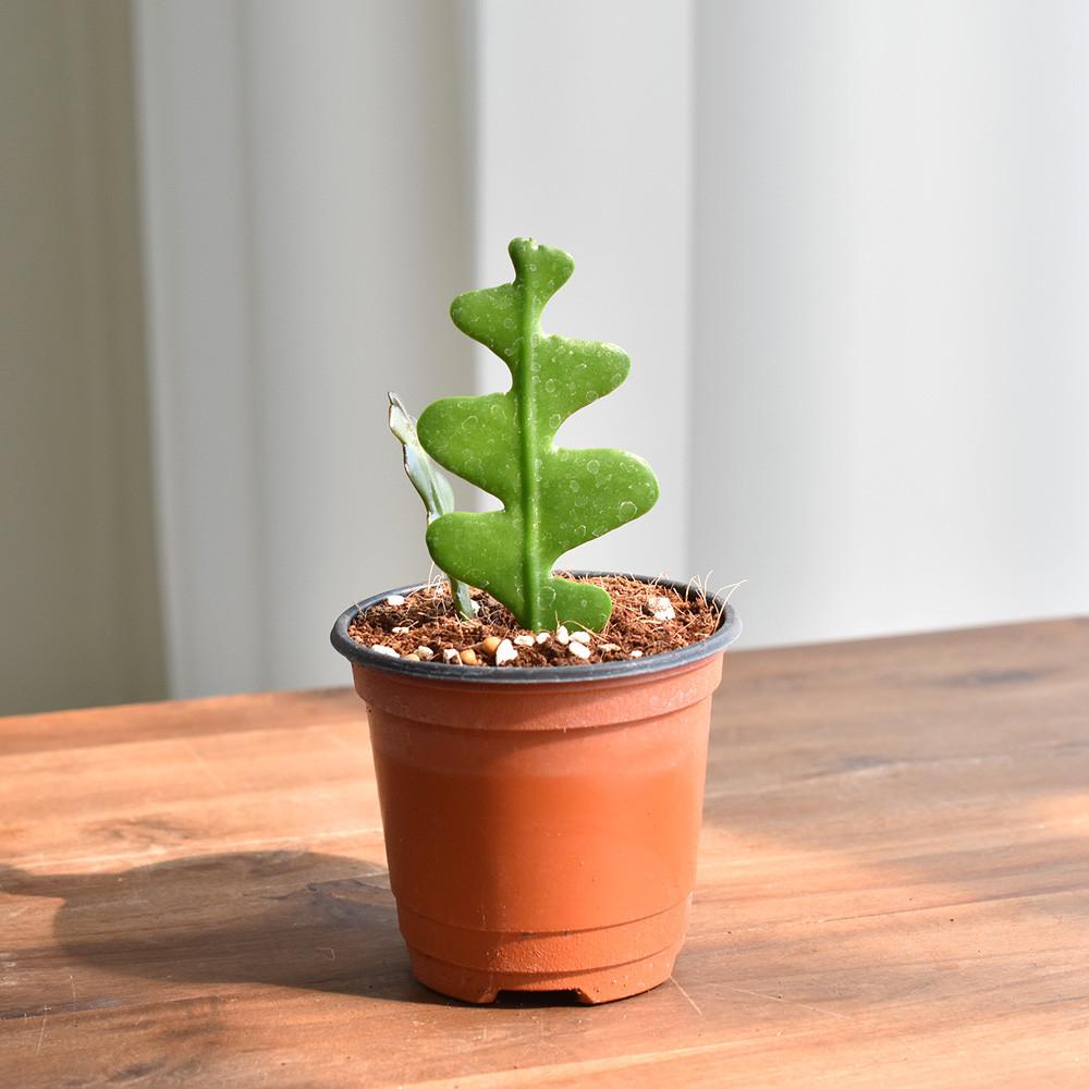 미니다육식물 피쉬본 식물만 생선뼈 선인장 다육이